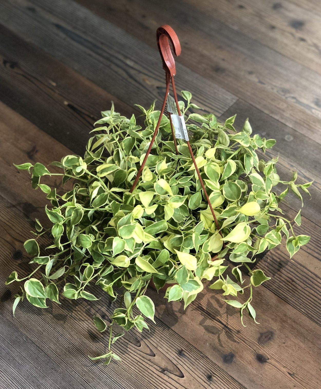 Пеперомия лазящая цветок