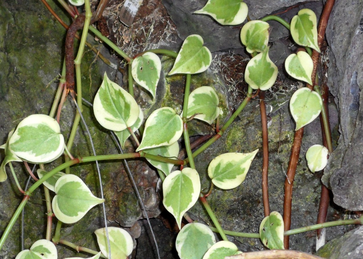 Пеперомия Лиана