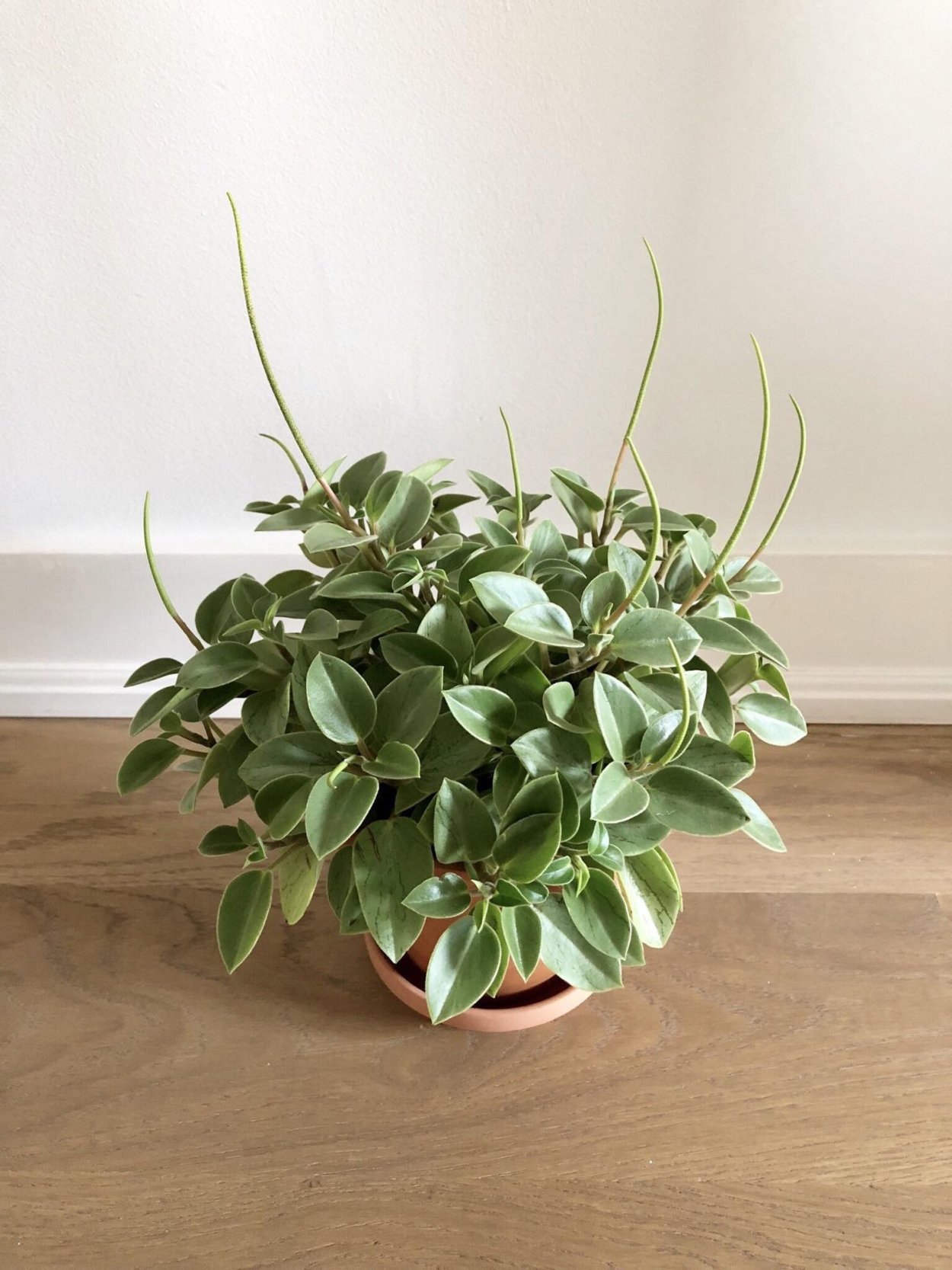 Каланхоэ Пеперомия