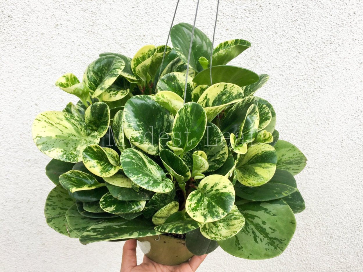 Пеперомия Марбл Квин