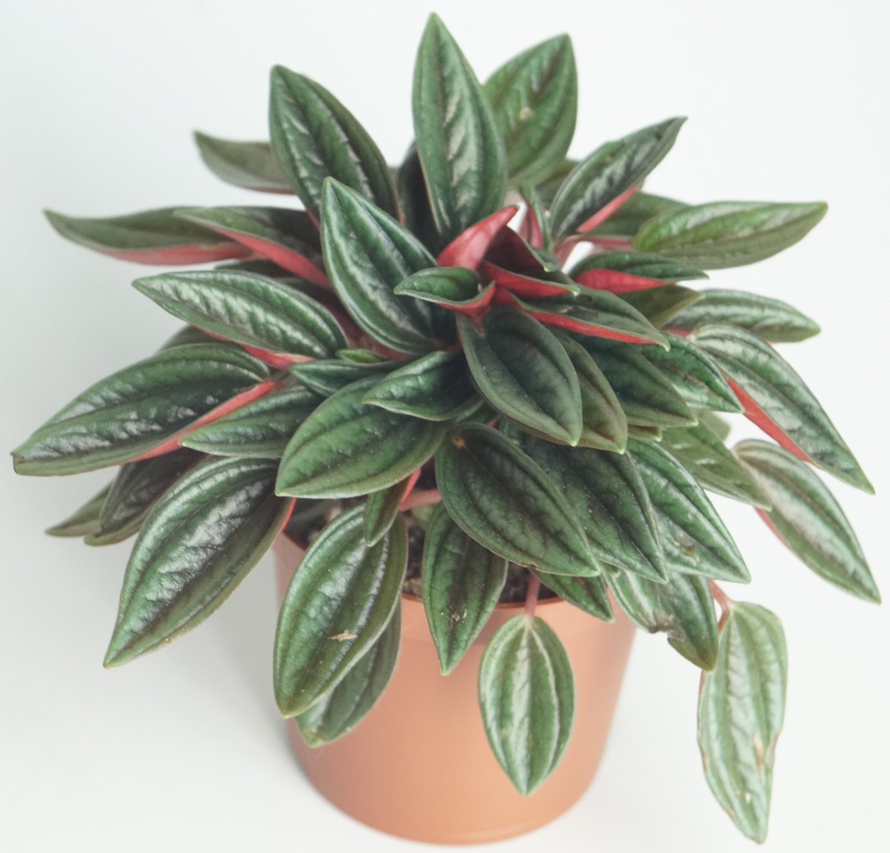 Пеперомия Бамбино Россо