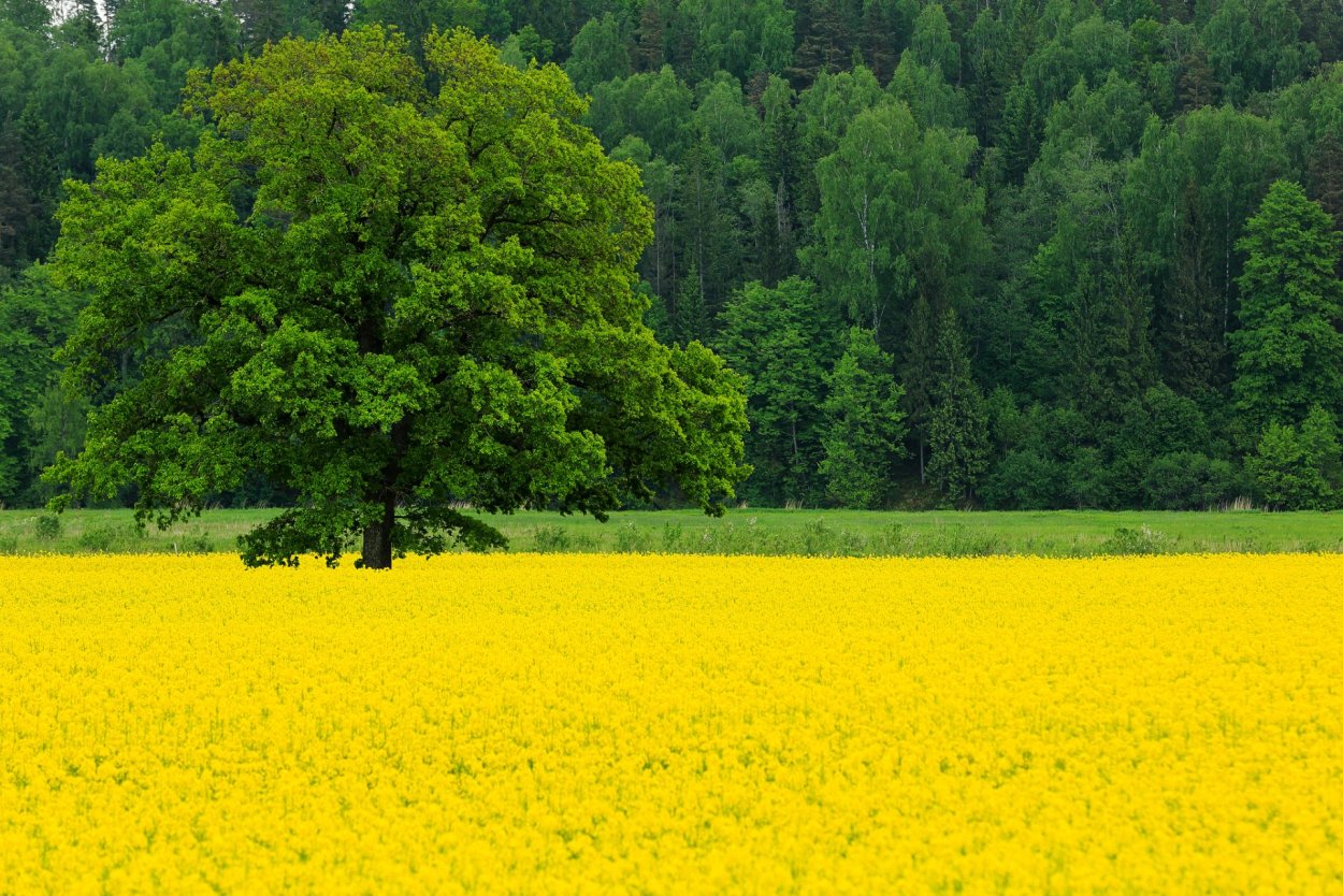 Желтые цветочки в лесу