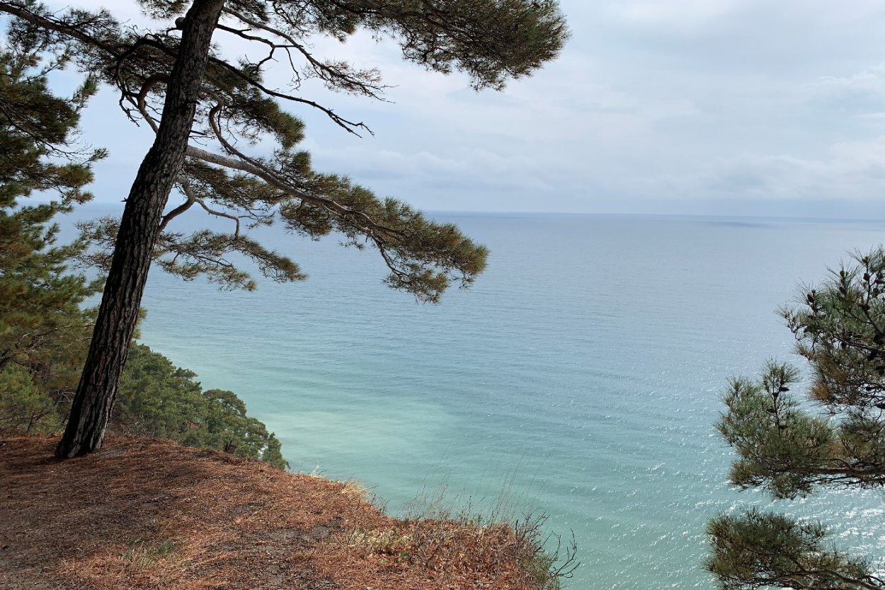 Набережная Геленджика фото сосны пицундской