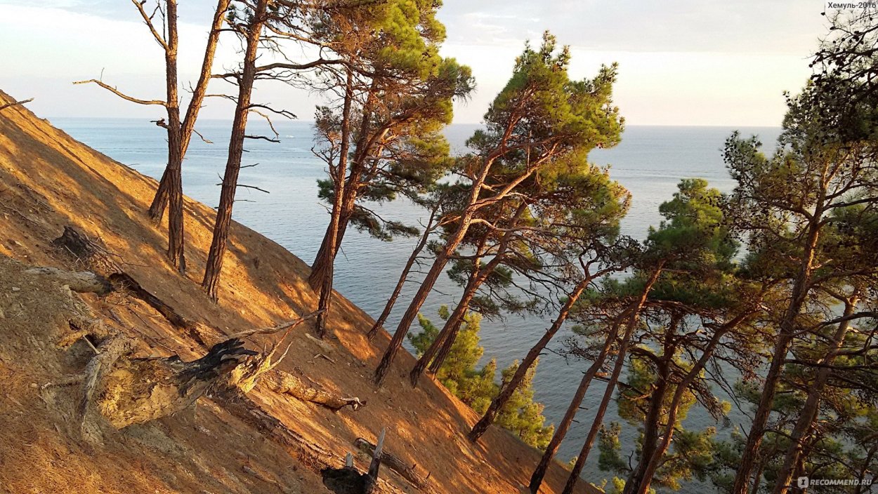 Джанхотский Бор сосны пицундской