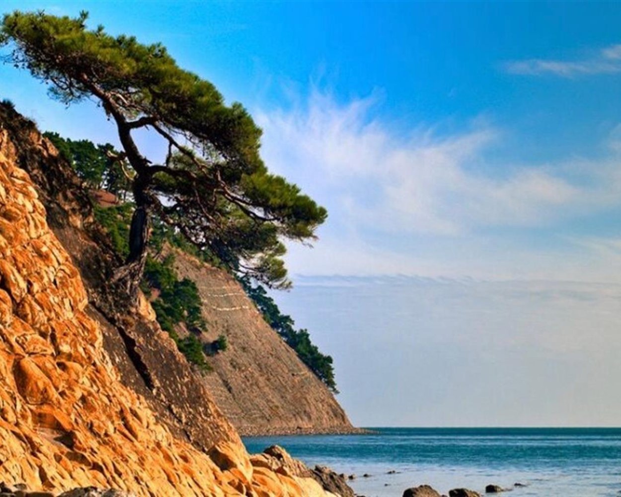 Пицундская сосна в Геленджике