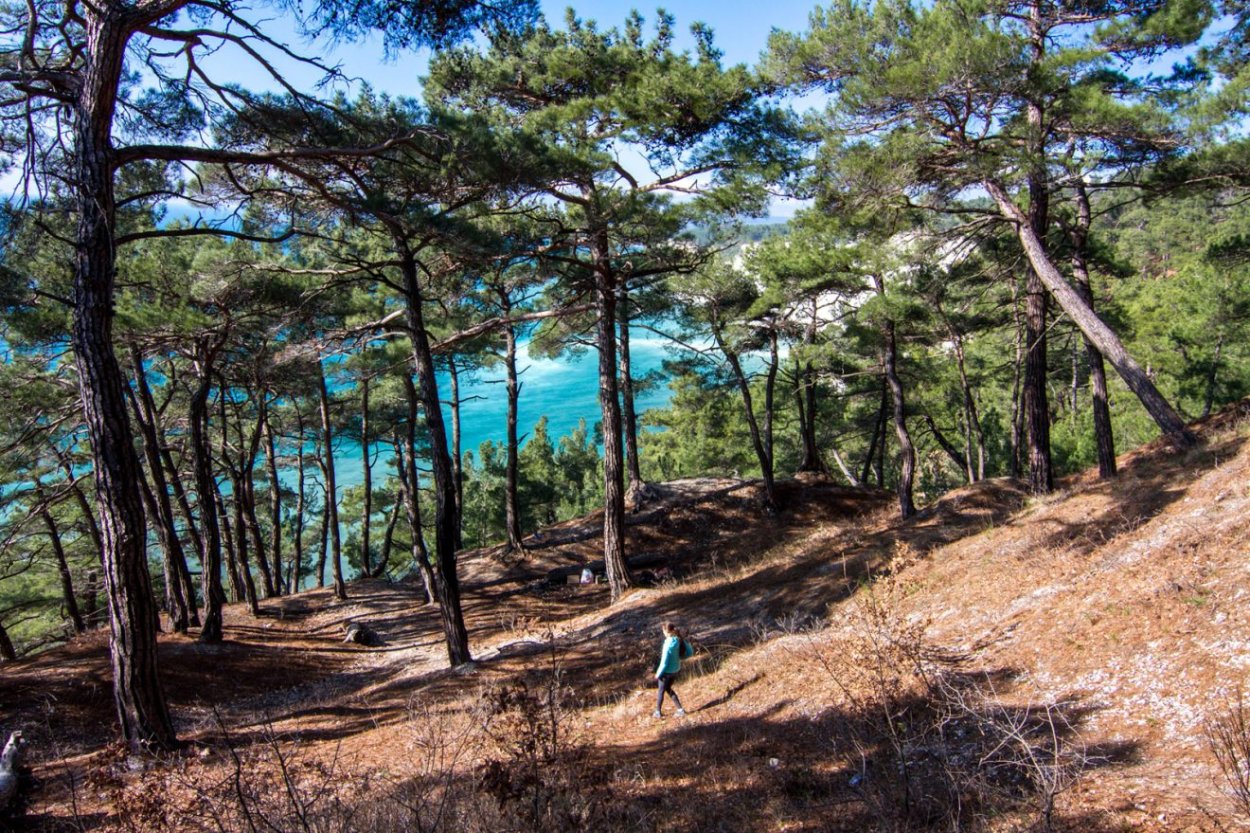 Джанхотский Бор пицундской сосны в Геленджике