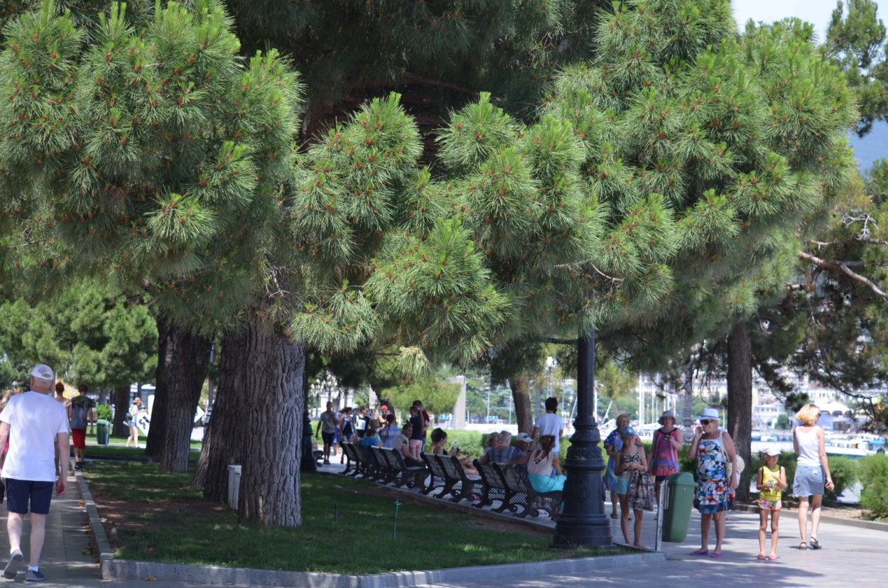 Пицундская сосна в Анапе