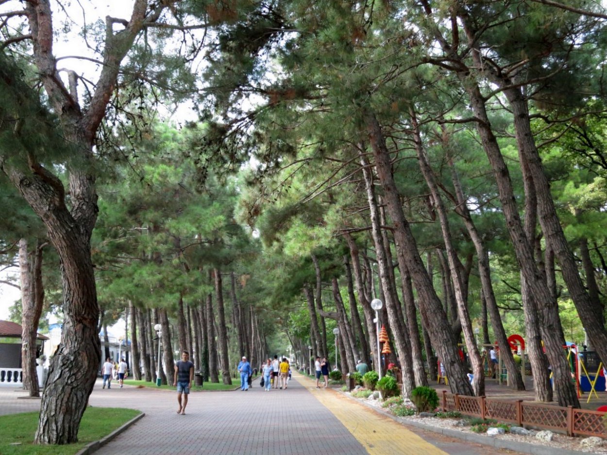 Пицундская сосна в Геленджике на набережной