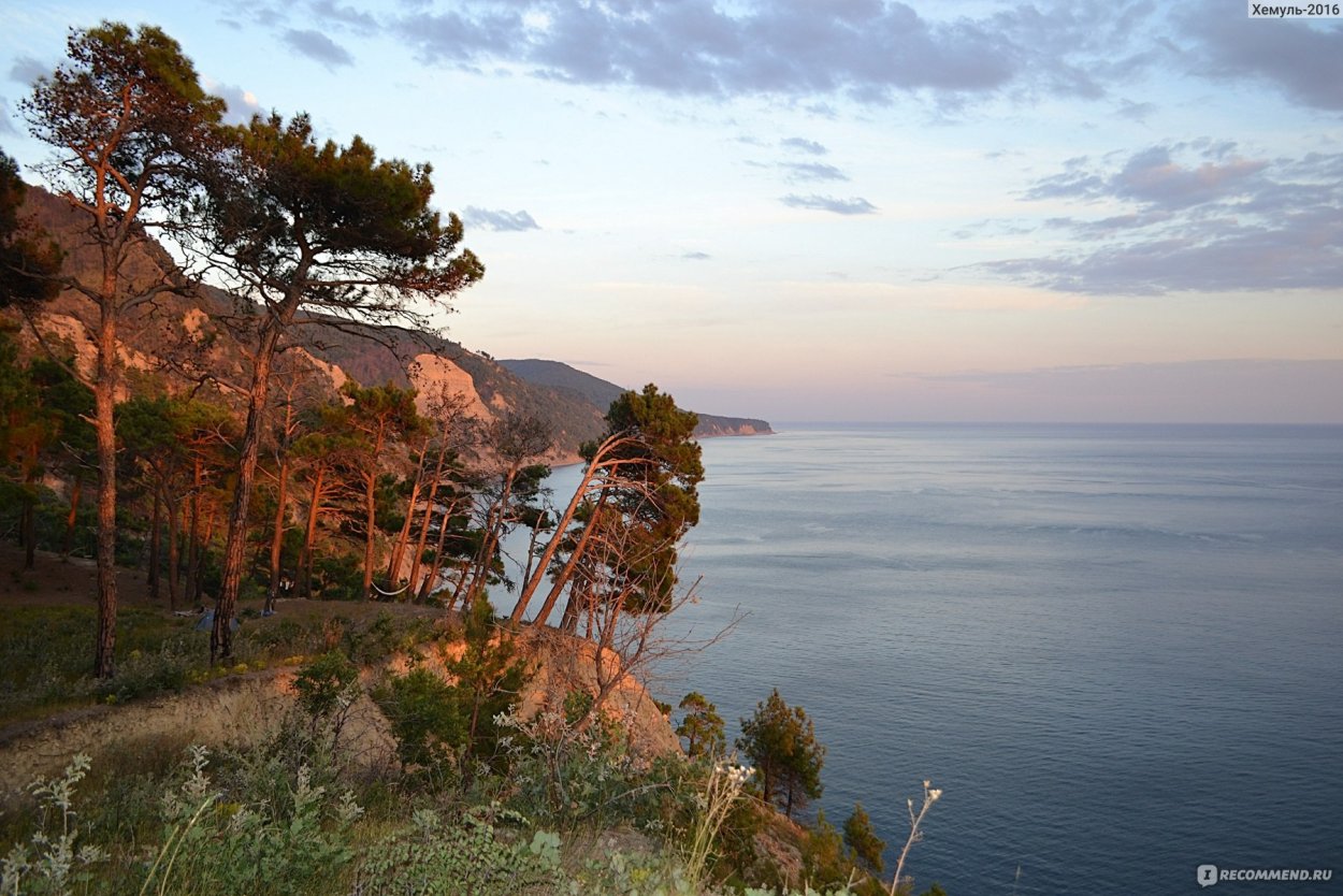 Джанхотский Бор пицундской сосны в Геленджике