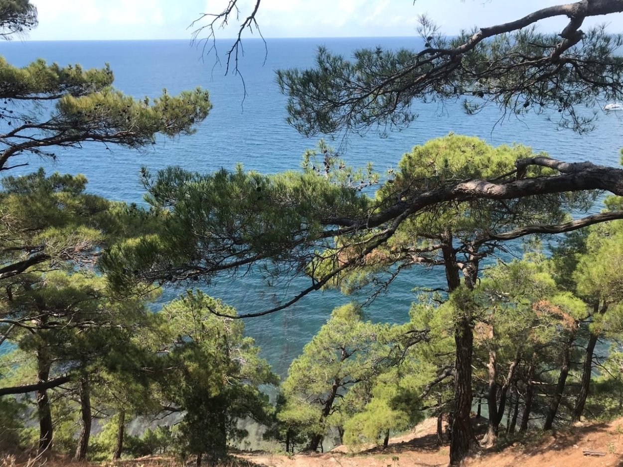 Пицундская сосна в Геленджике