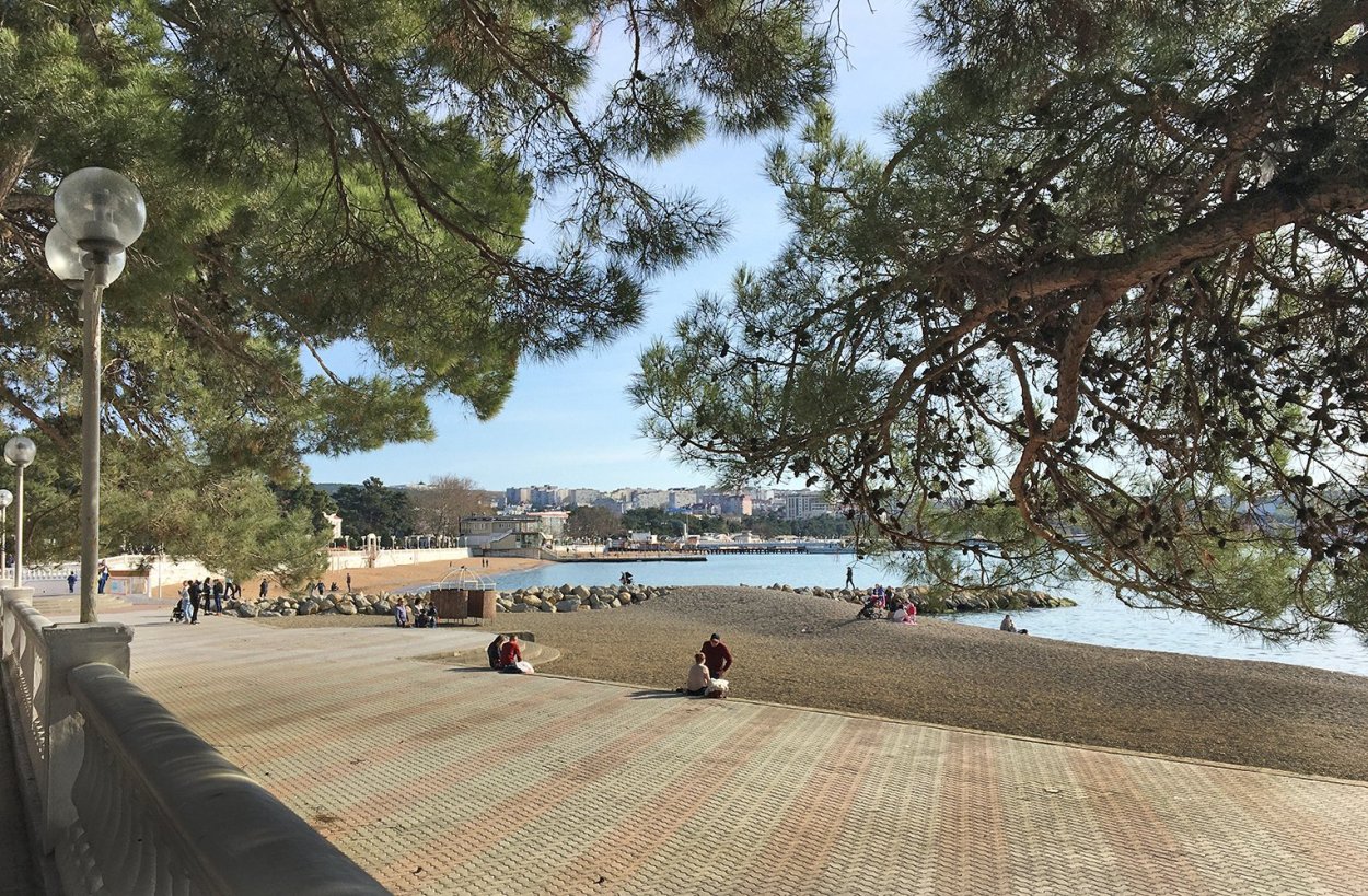 Геленджик сосны на набережной