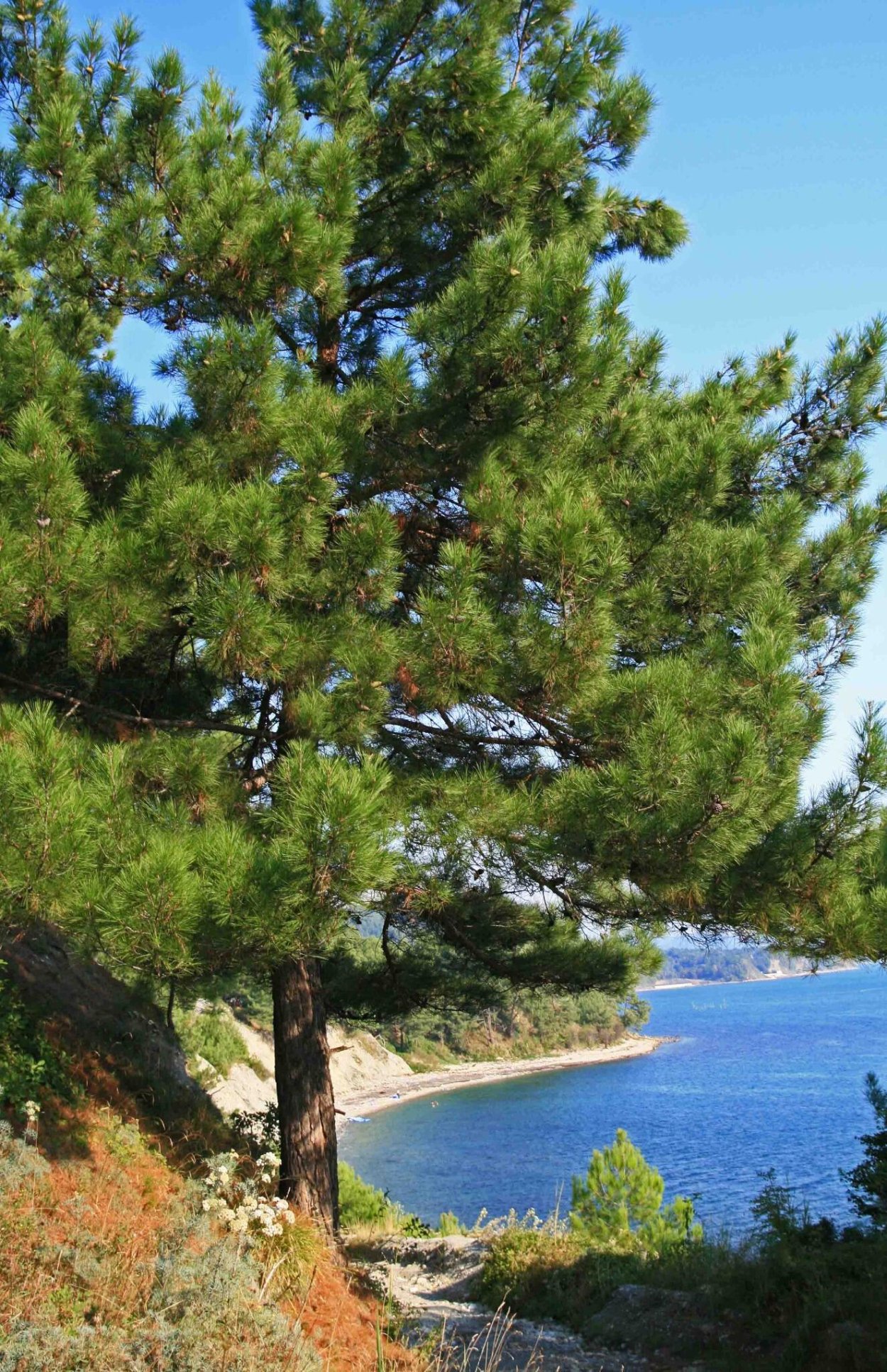 Пицундская сосна в Геленджике