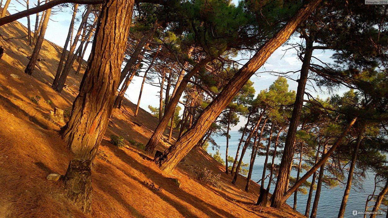 Бор пицундской сосны в Геленджике