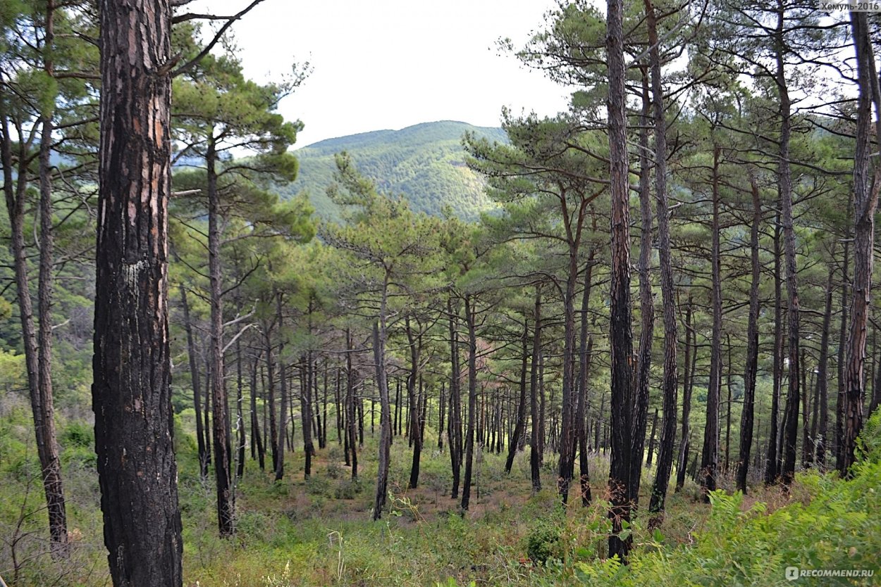 Джанхотский Бор пицундской сосны в Геленджике