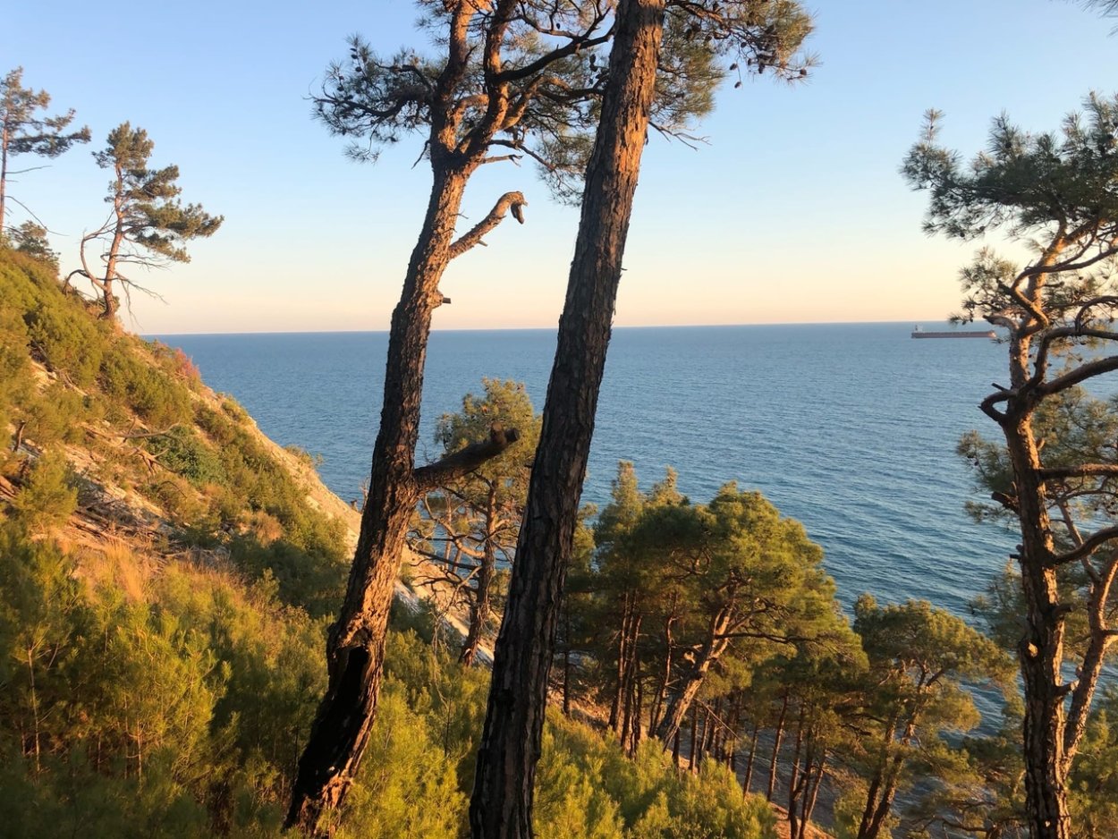 Джанхотский Бор пицундской сосны в Геленджике