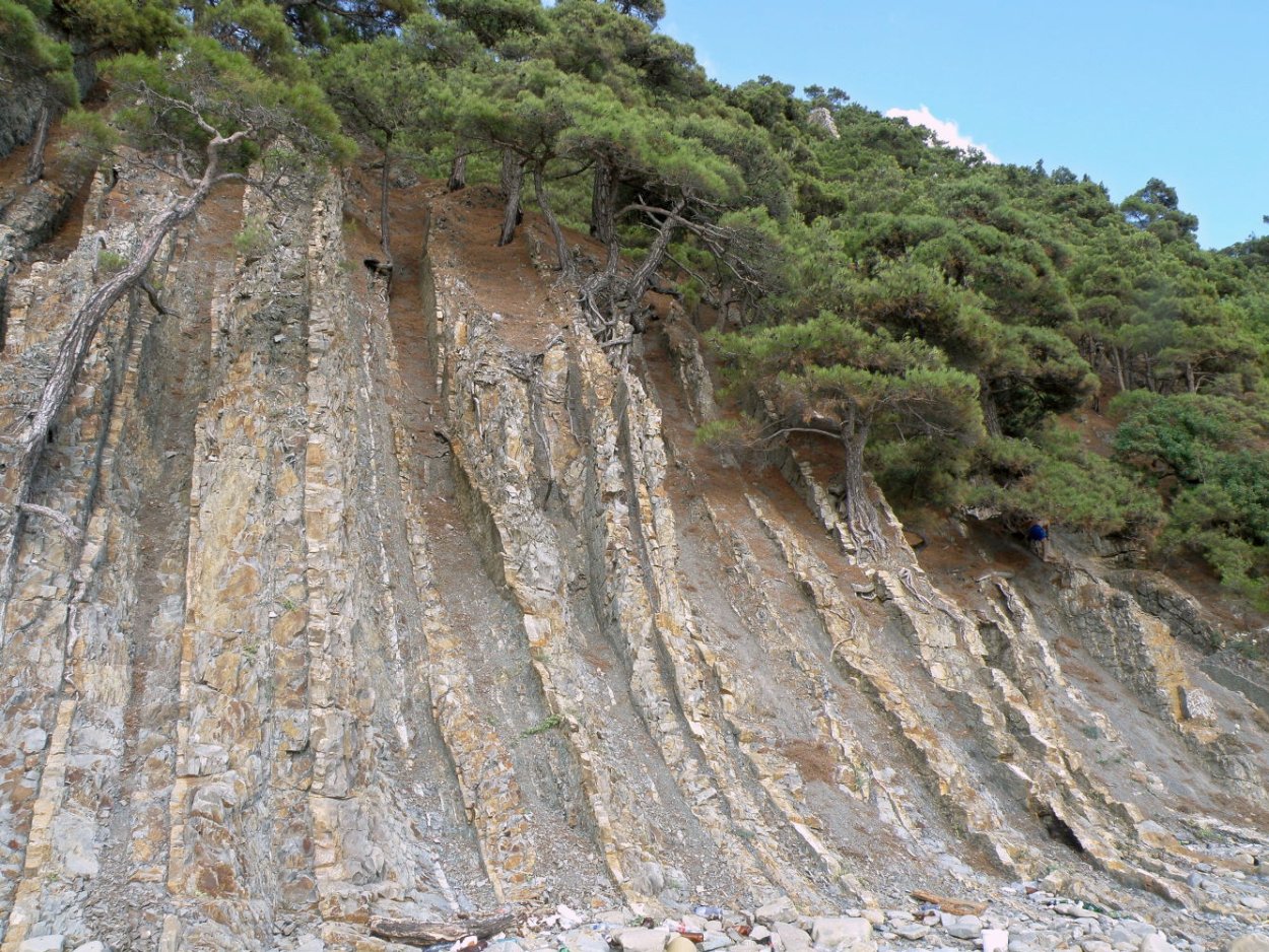 Пицундская сосна Джанхот