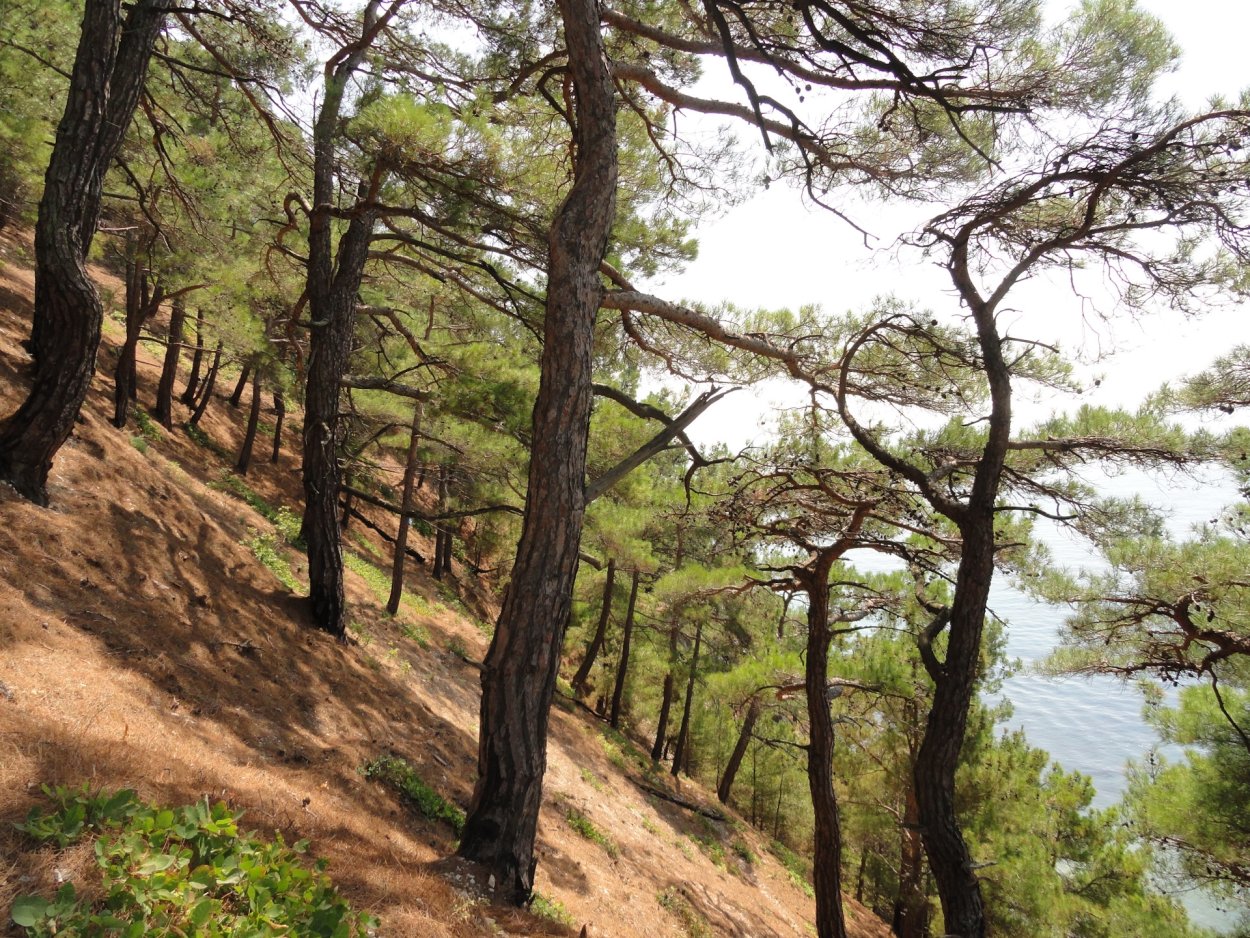 Пицунда заповедник реликтовой сосны