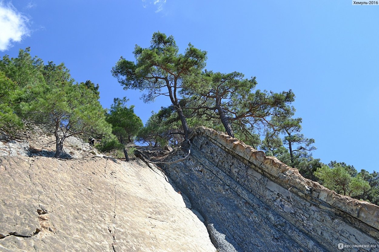 Джанхотский Бор пицундской сосны в Геленджике