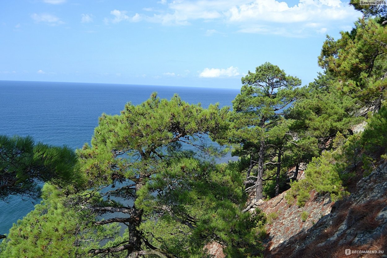 Бор пицундской сосны в Геленджике