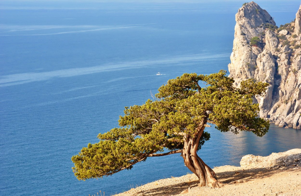 Мыс Мартьян можжевельник