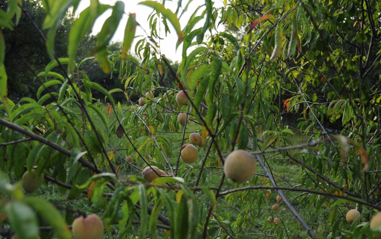 Дикий персик дерево