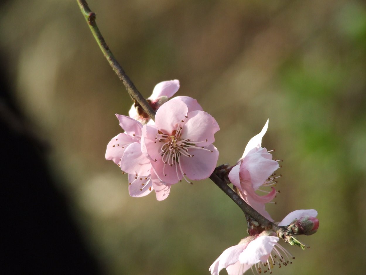 Peach Blossom цветок