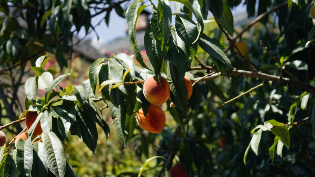 Дикий нектарин дерево