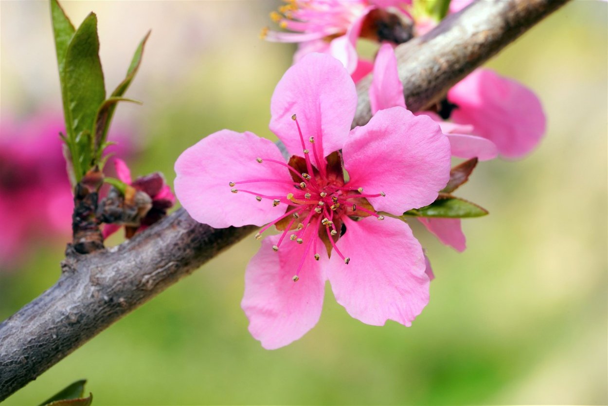 Цветки персикового дерева вблизи