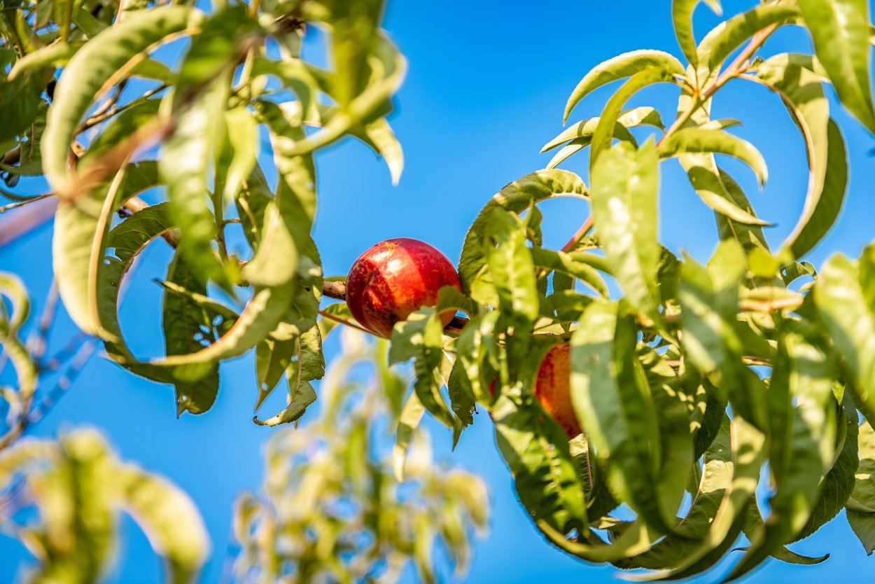 Листья персика