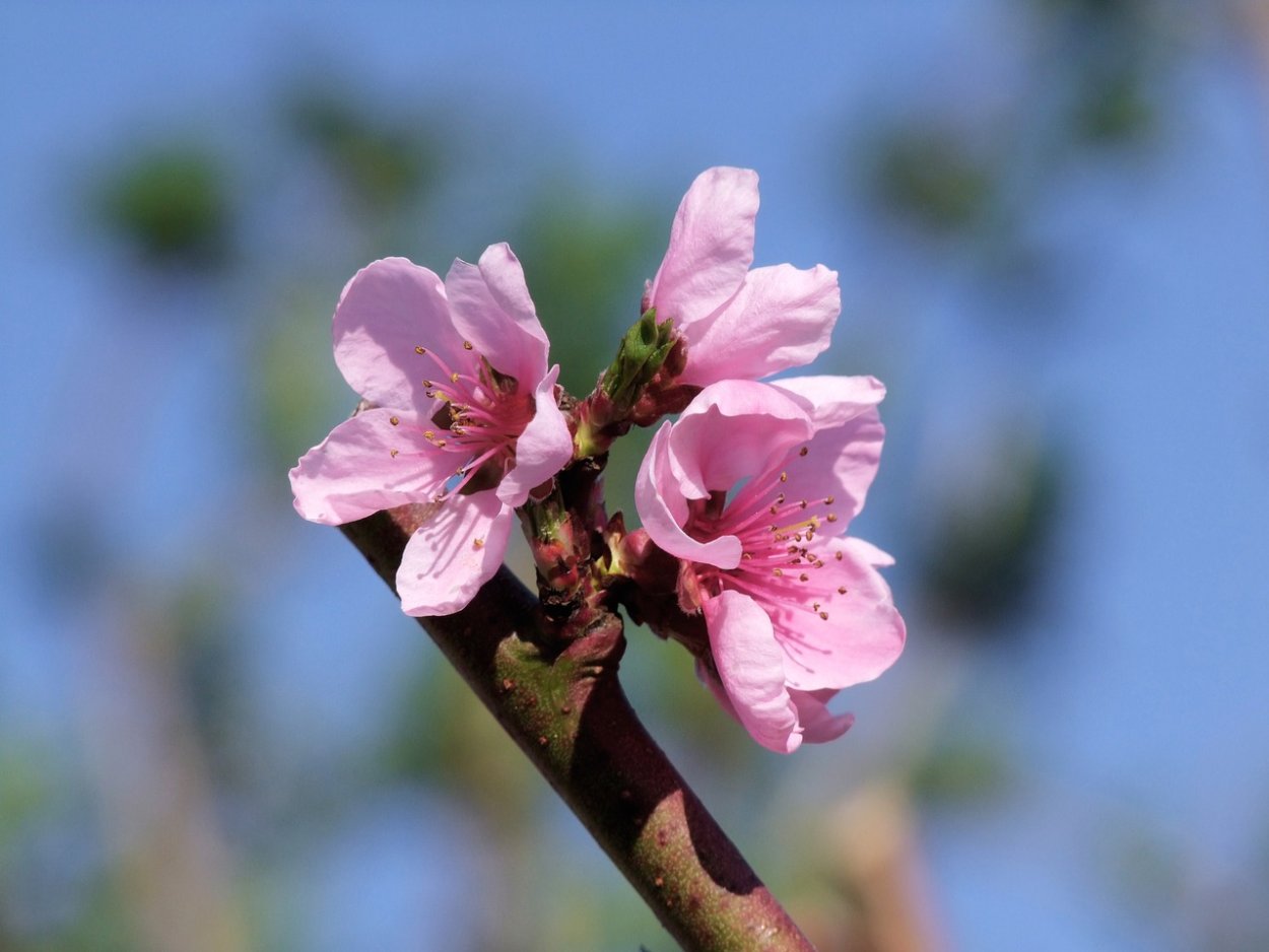 Цветущие персиковые деревья kun Fu