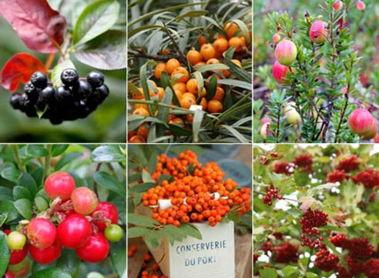 Облепиха черника клюква брусника