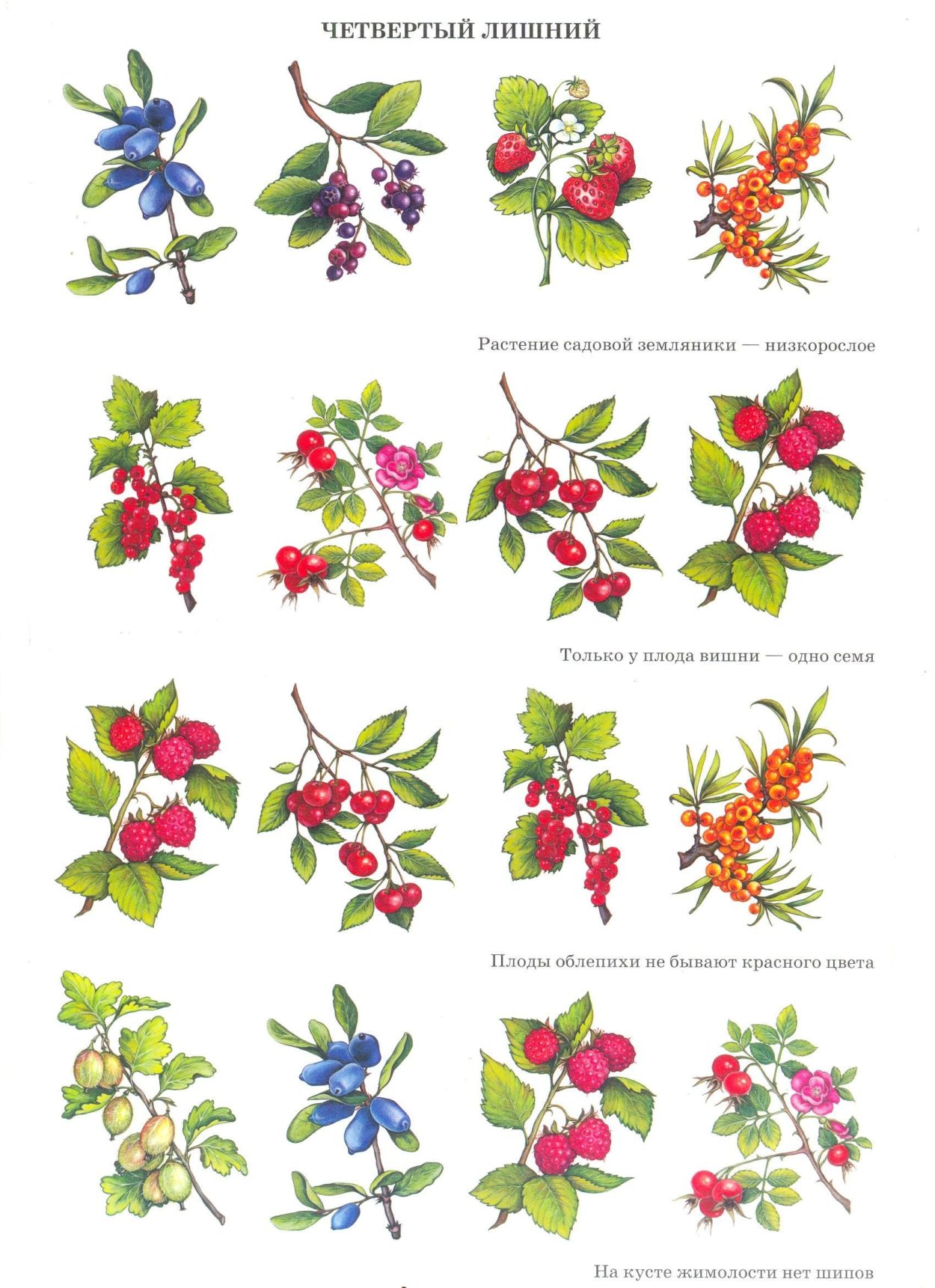 Садовые ягоды для детей