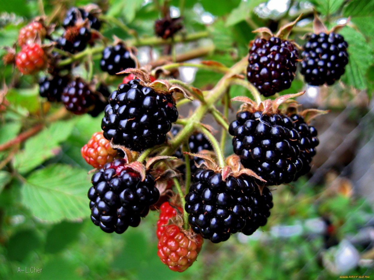 Ежевика вязолистная