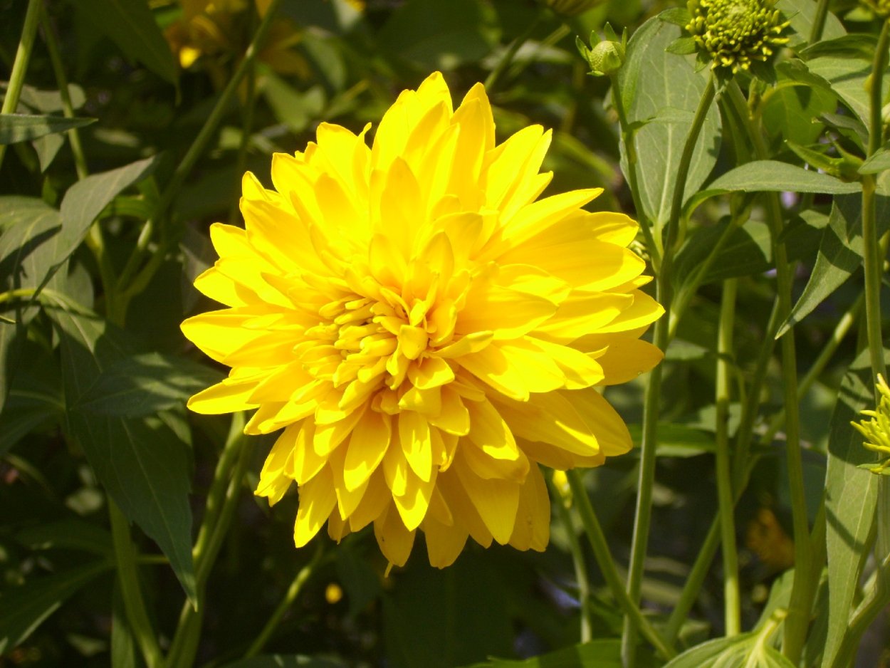 Георгины золотой шар