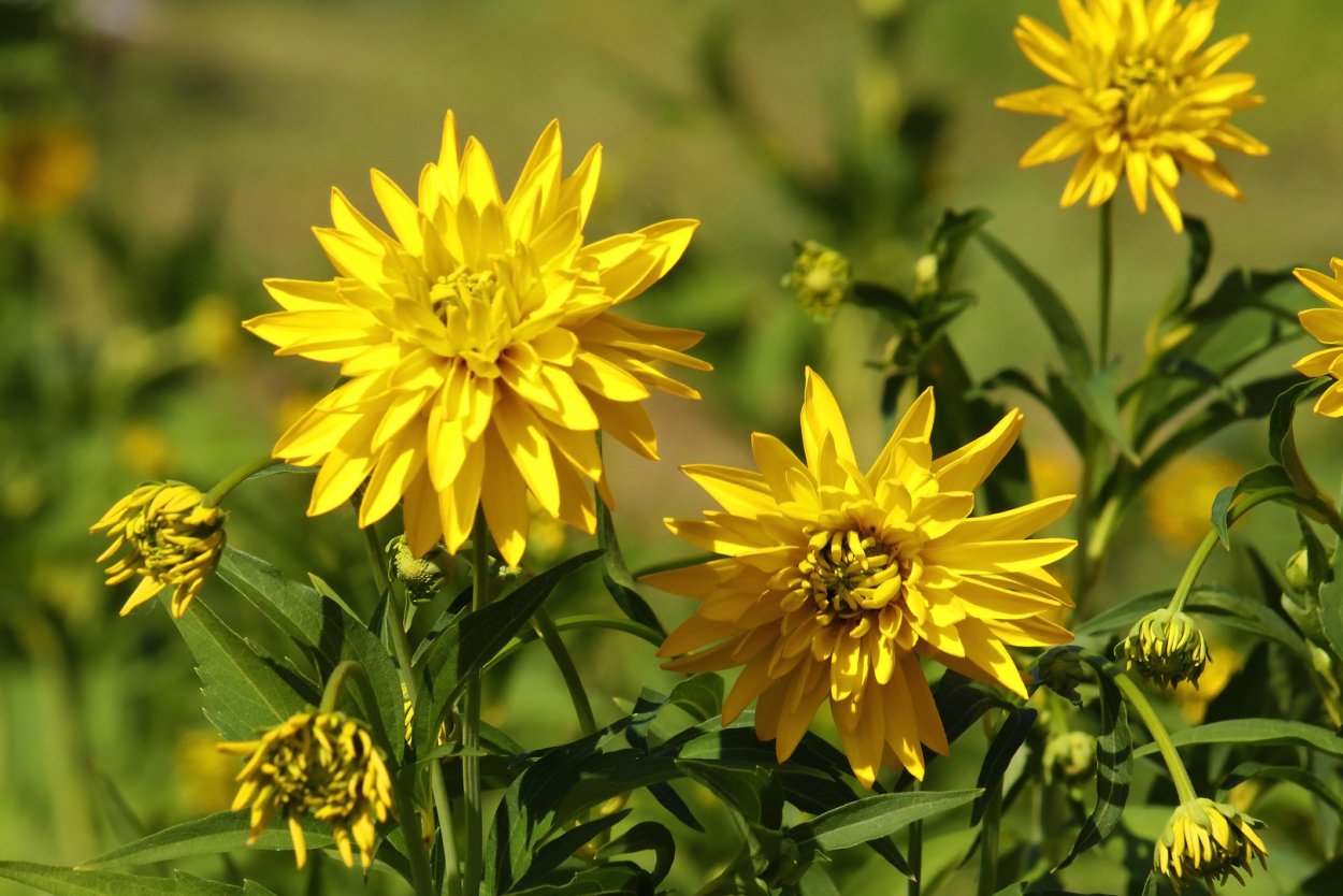 Золотые шары цветы на севере