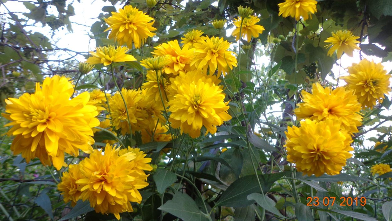 Цветы золотые шары рассада