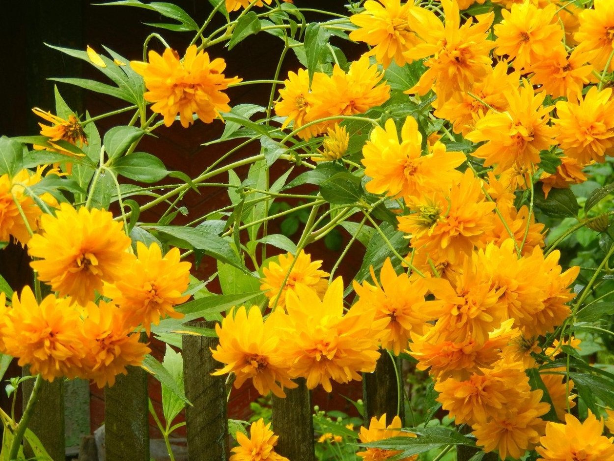 Рудбекия махровая золотой шар