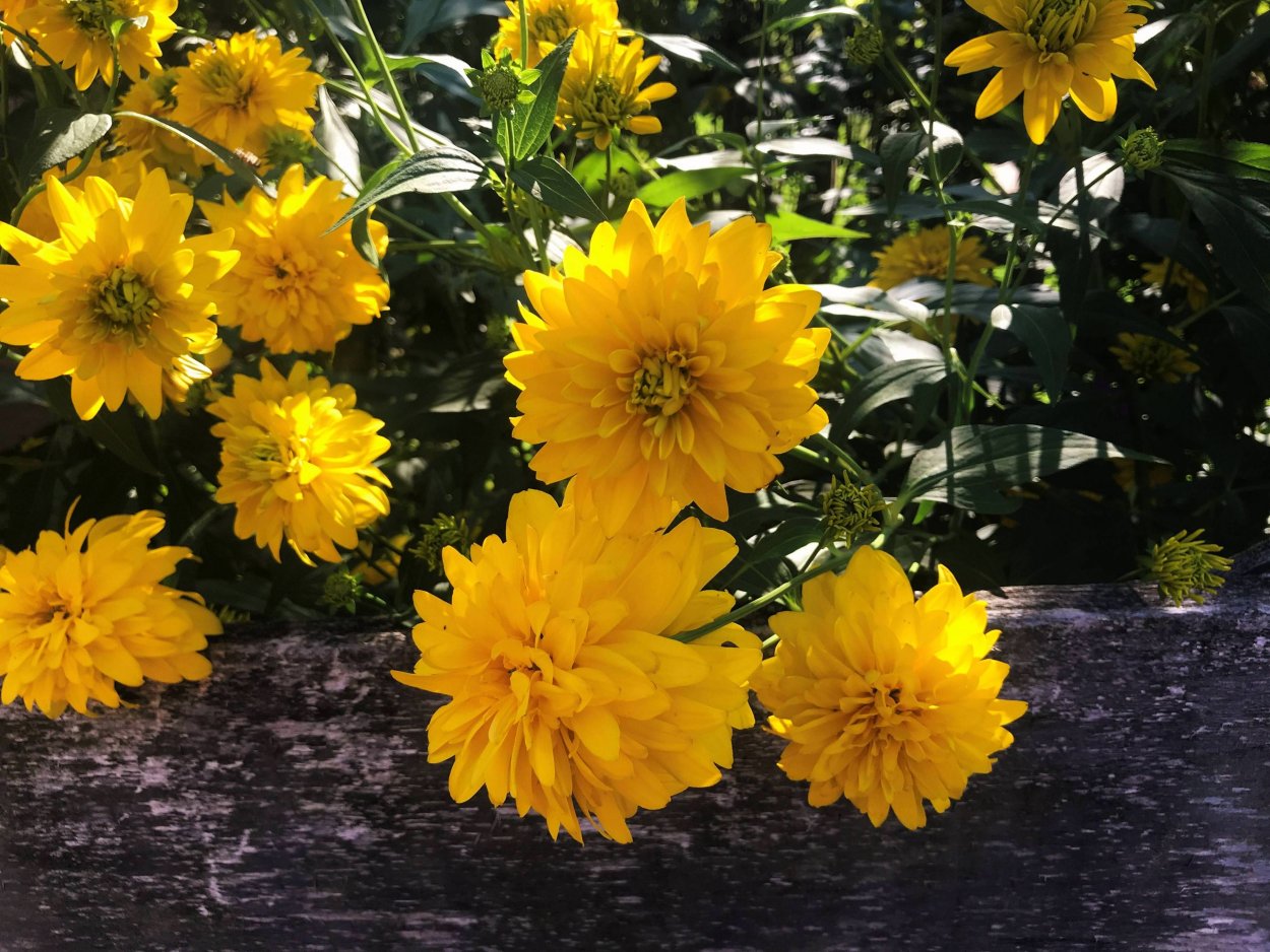 Гелиопсис шероховатый золотые шары