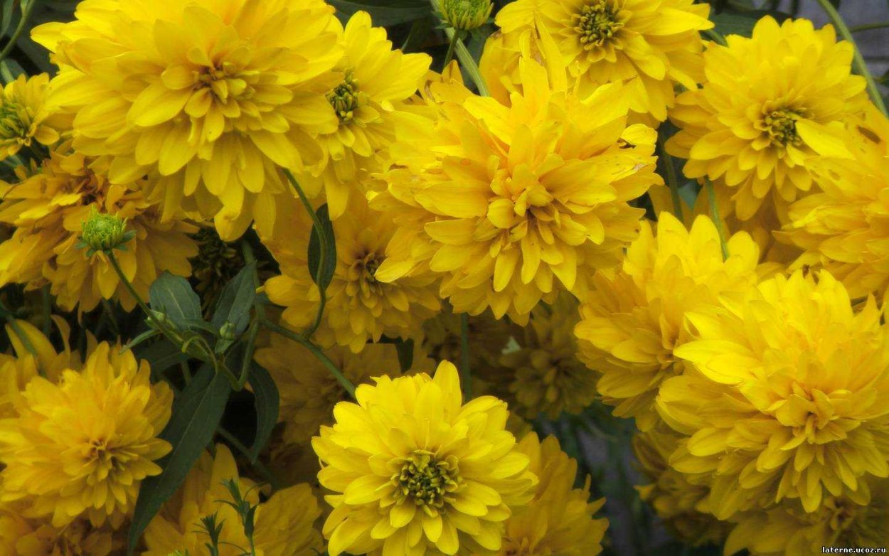 Гелиопсис золотой шар