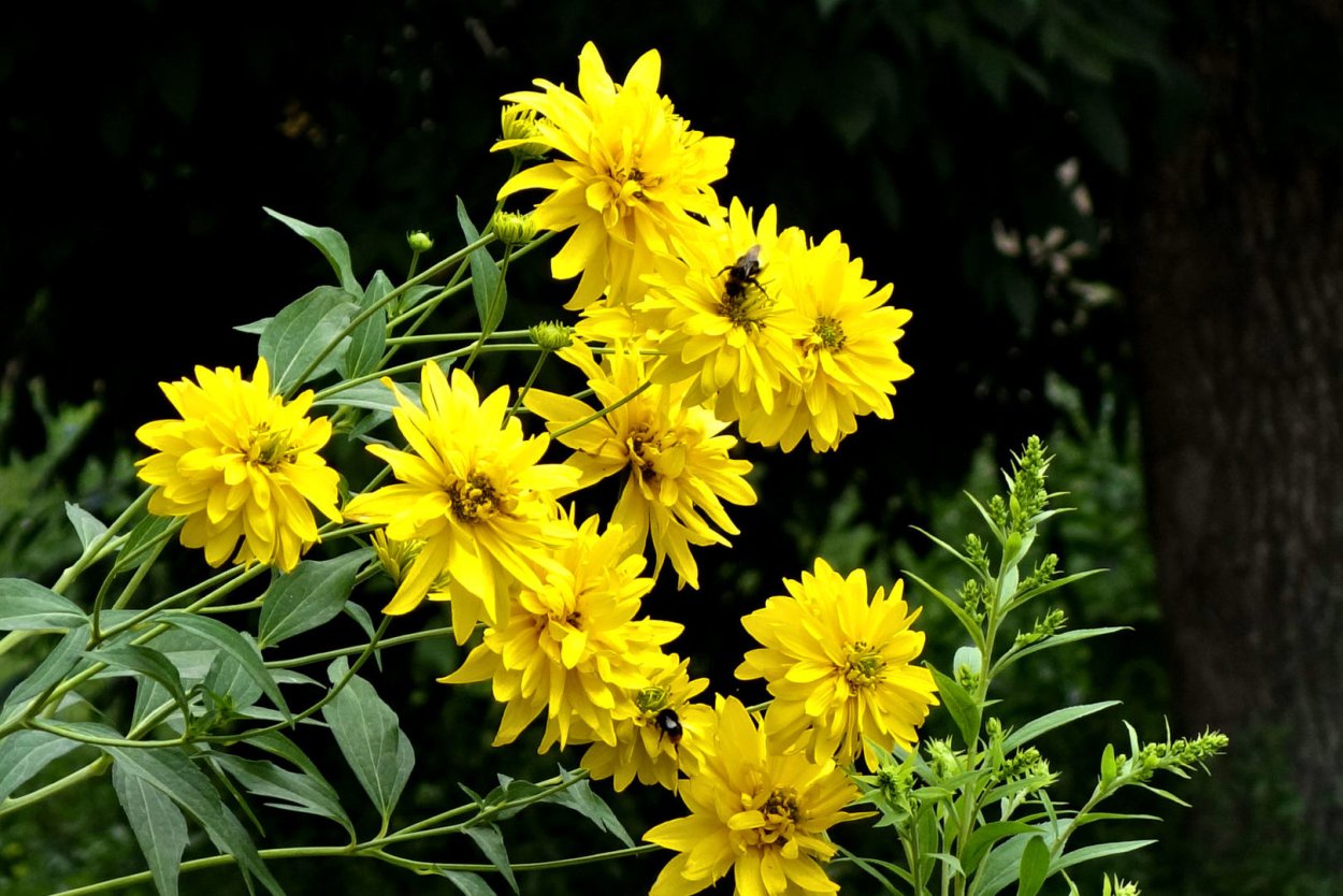 Цветы золотые шары картинки высокого качества супер