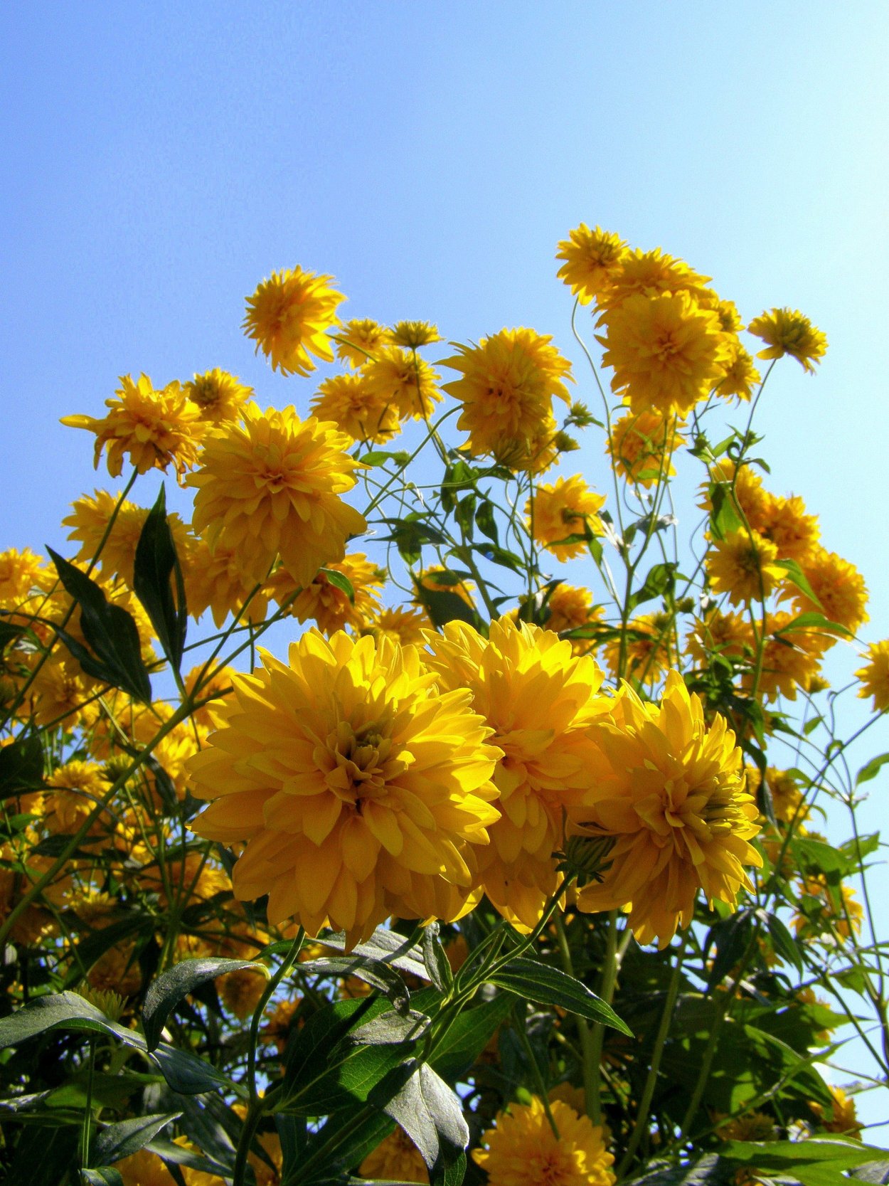 Рудбекия золотой шар