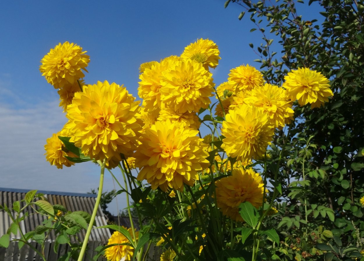 Kz-золотые шары