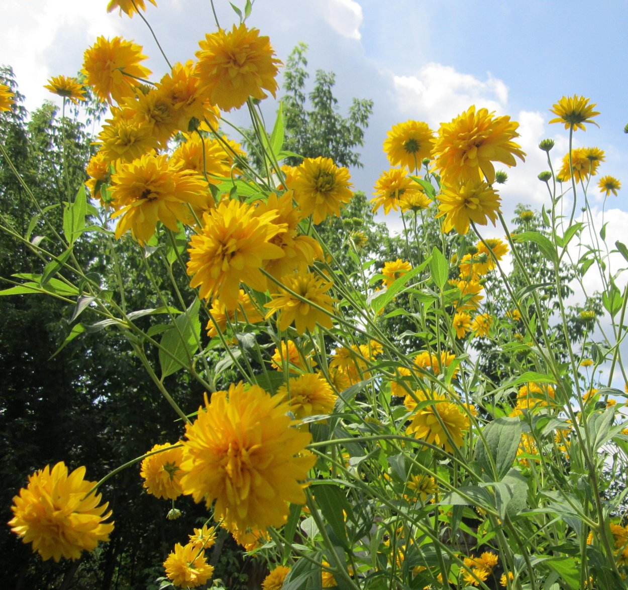 Рудбекия золотой шар в клумбе