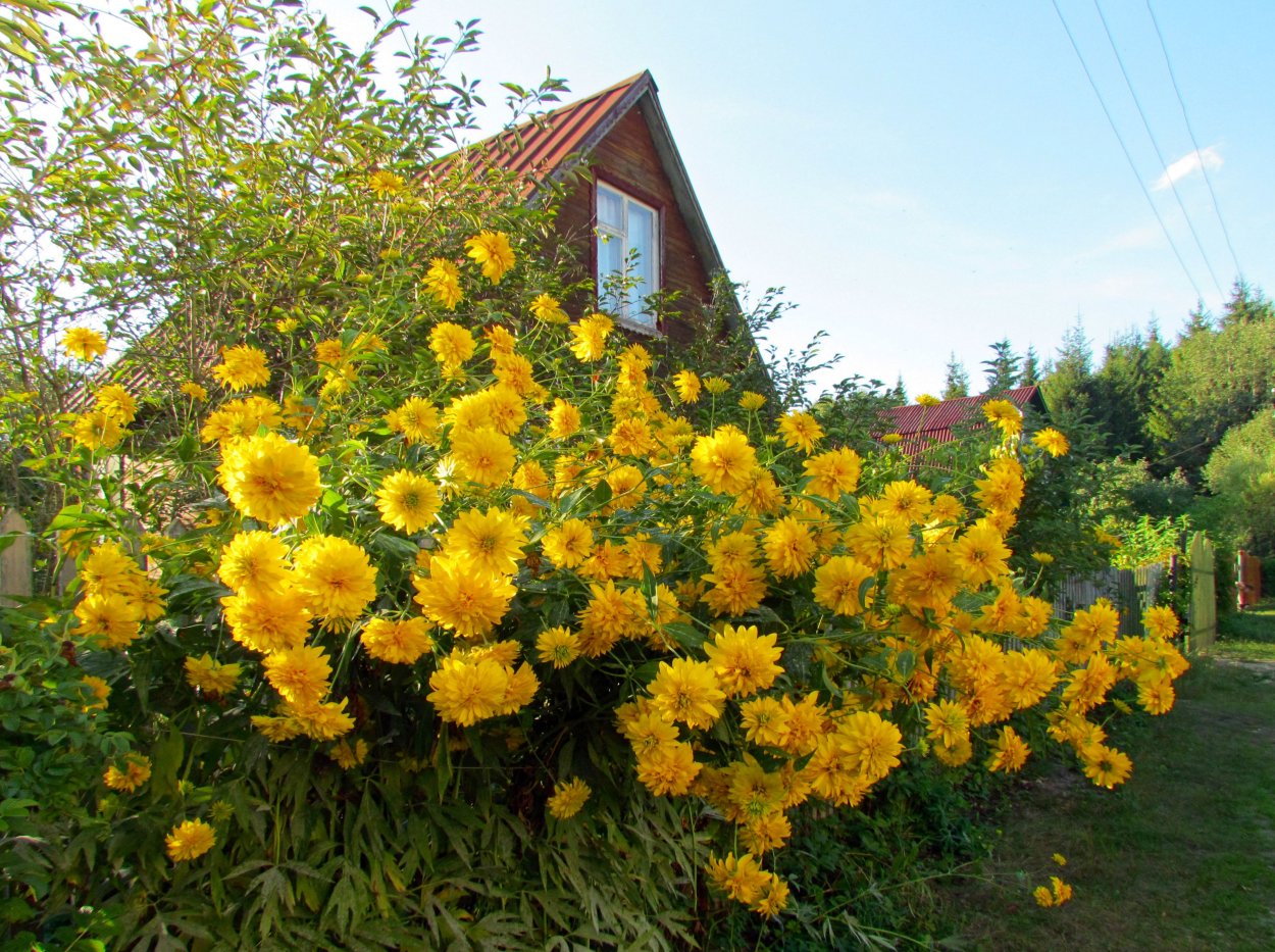 Рудбекия золотой шар в клумбе