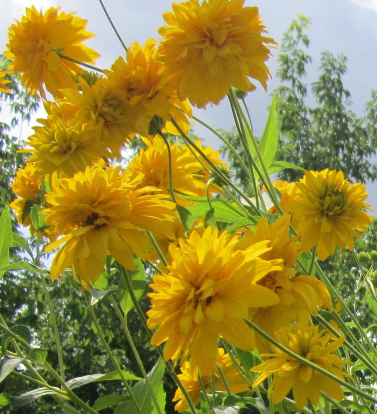 Рудбекия рассеченная золотой шар