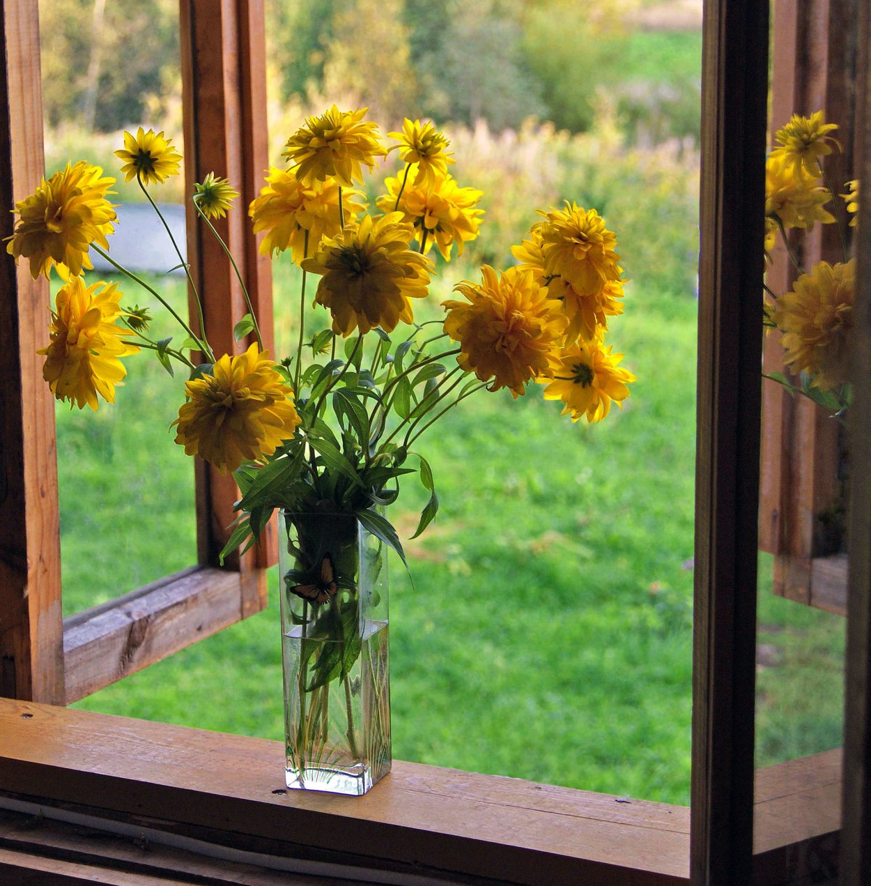 Подсолнухи на окне