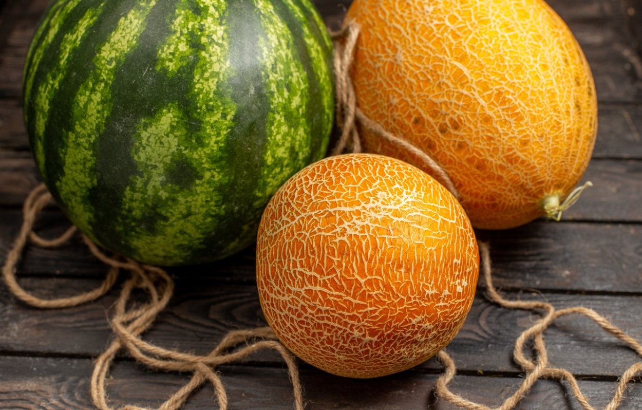 Домашняя дыня