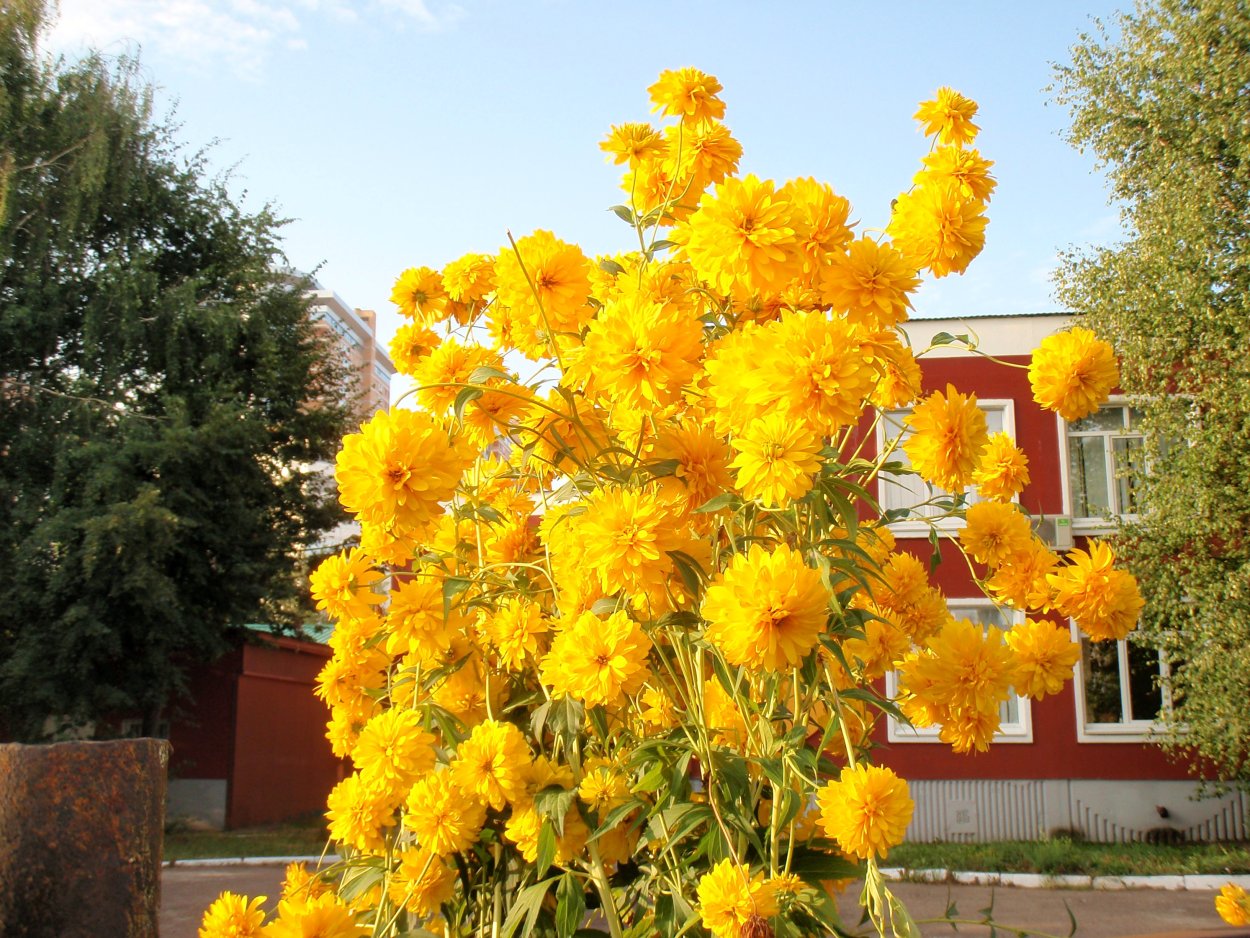 Вологда золотой шар