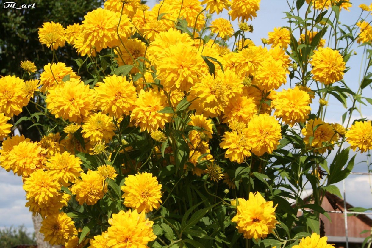 Желтые высокие цветы многолетники золотые шары