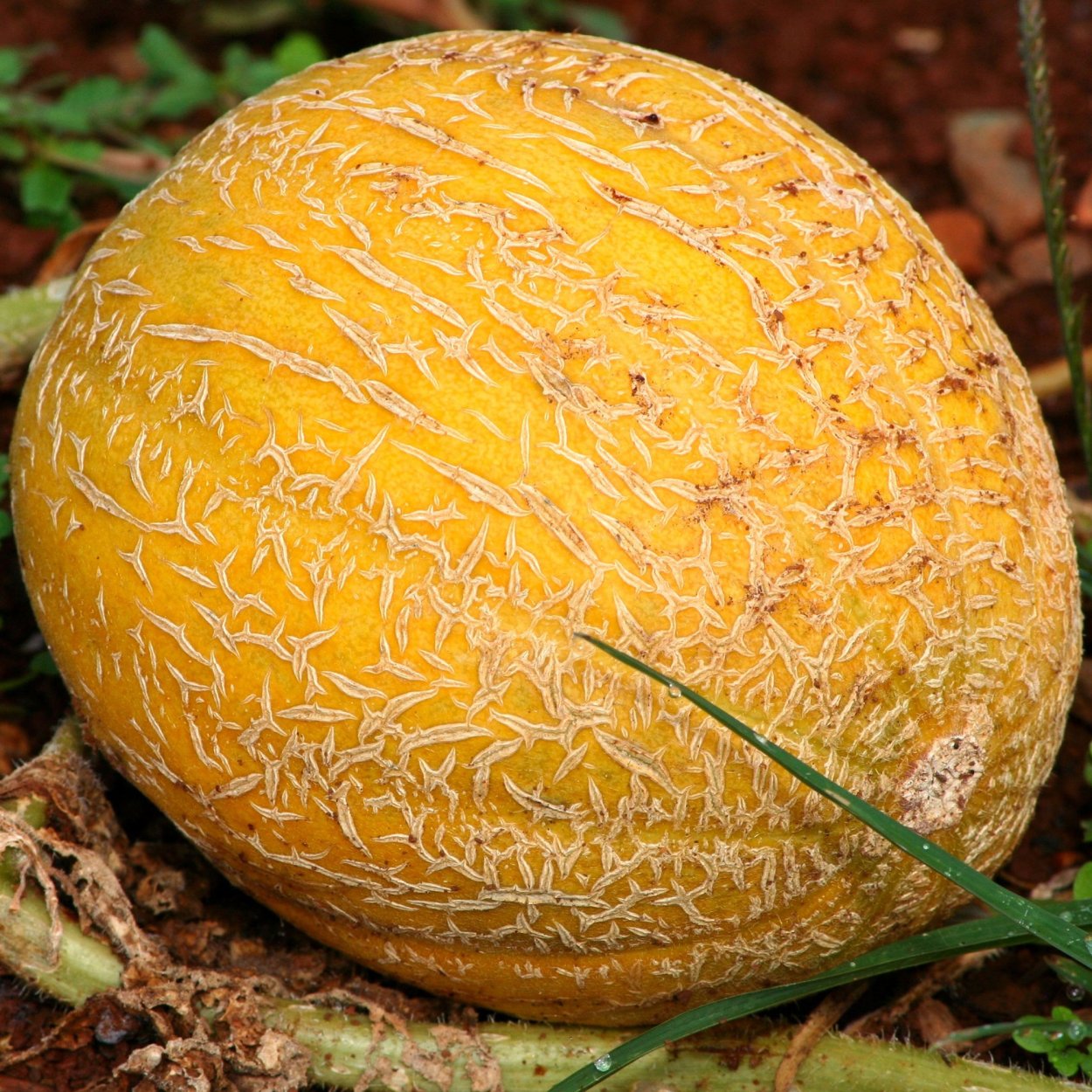 Дыни не растения